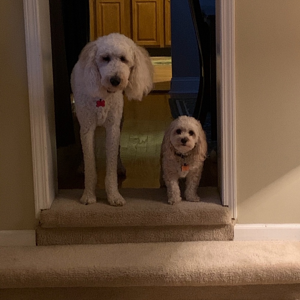 Meet your Posher, Laura